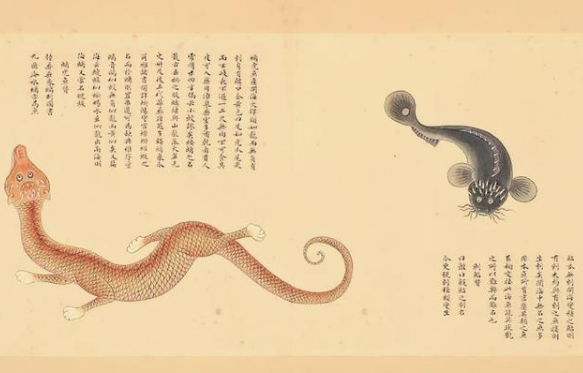 《海错图》是本什么样的书？为何受尽清朝皇帝的青睐？