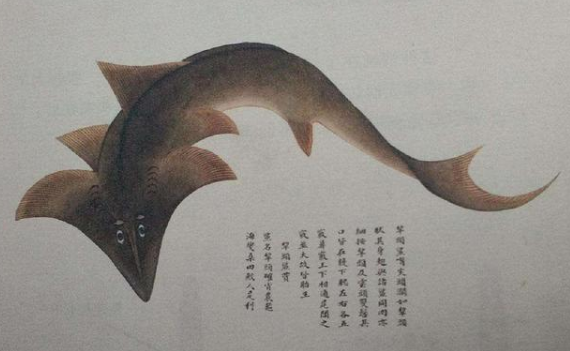《海错图》是本什么样的书？为何受尽清朝皇帝的青睐？