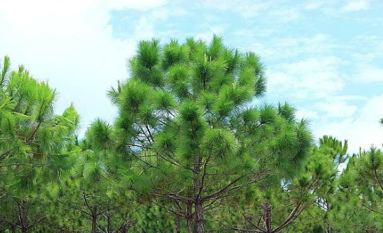 诗圣杜甫这首诗读来让人声泪俱下,到底有何含义?