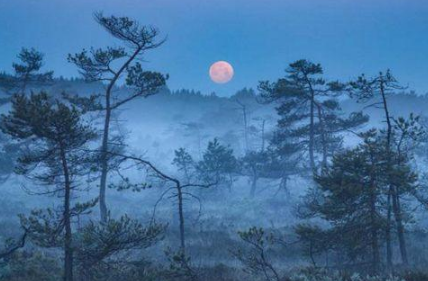 疑是地上霜的&ldquo;霜&rdquo;是什么？《静夜思》为什么能流传千古？