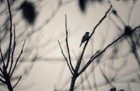 柳宗元和刘禹锡的生死情!柳宗元和刘禹锡是怎么相识相知的?