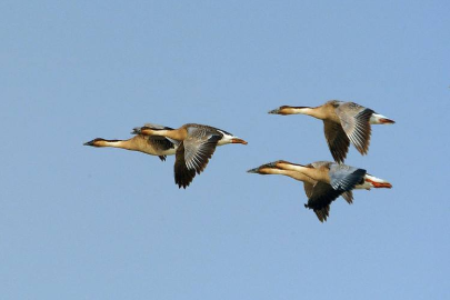 成语&ldquo;哀鸿遍野&rdquo;出自哪里？描述的是哪个朝代的什么故事？