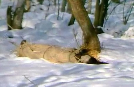 关于爱情青春和命运，《红楼梦》三场大雪每一场都美得凄凉！