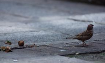 关于跳着走路的麻雀有什么寓言故事？故事教会了什么道理？
