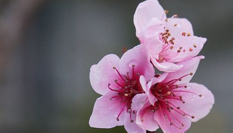 梦见&ldquo;桃花&rdquo;是好是坏？又代表哪些含义呢？