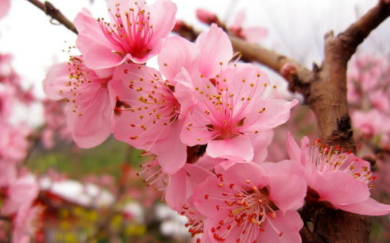 梦见&ldquo;桃花&rdquo;是好是坏？又代表哪些含义呢？